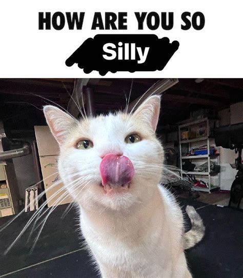 Silly cat - 1077. 740.2M views. Discover videos related to Silly Cats on TikTok. See more videos about Hilarious Funny Silly Weird Cats, Hilarious Cats Tiktoks, Silly Cats Videos, …